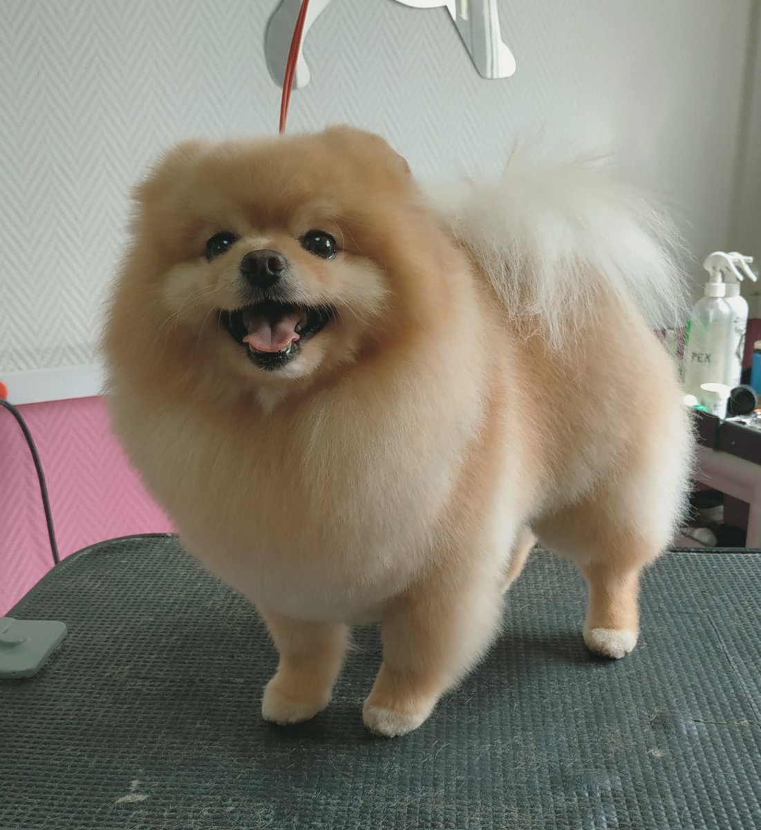 Груминг кошек Парнас