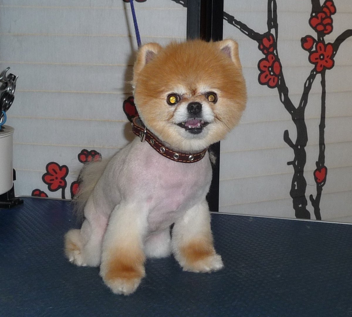 Карликовый померанский шпиц подстриженный