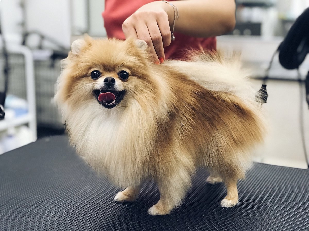 Малый шпиц груминг