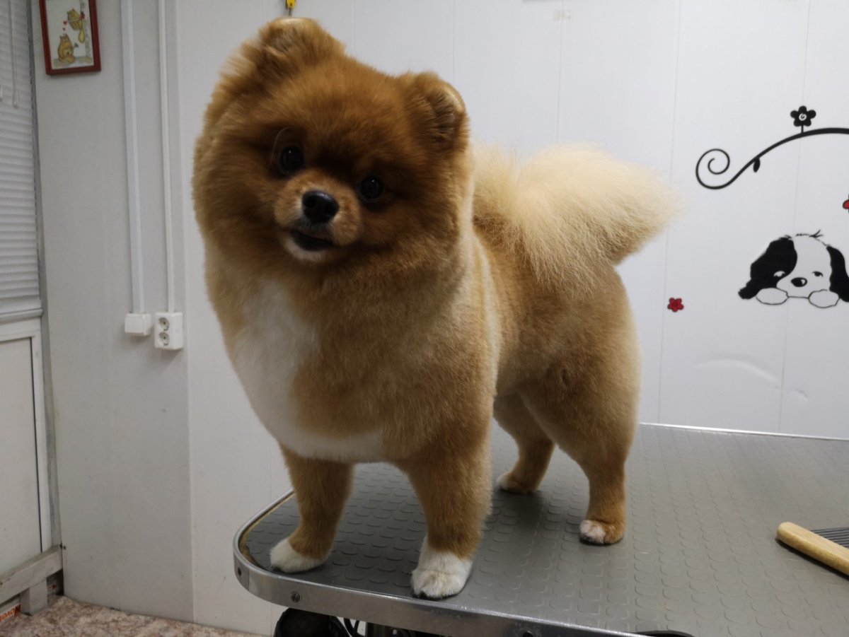 Креативная стрижка шпица