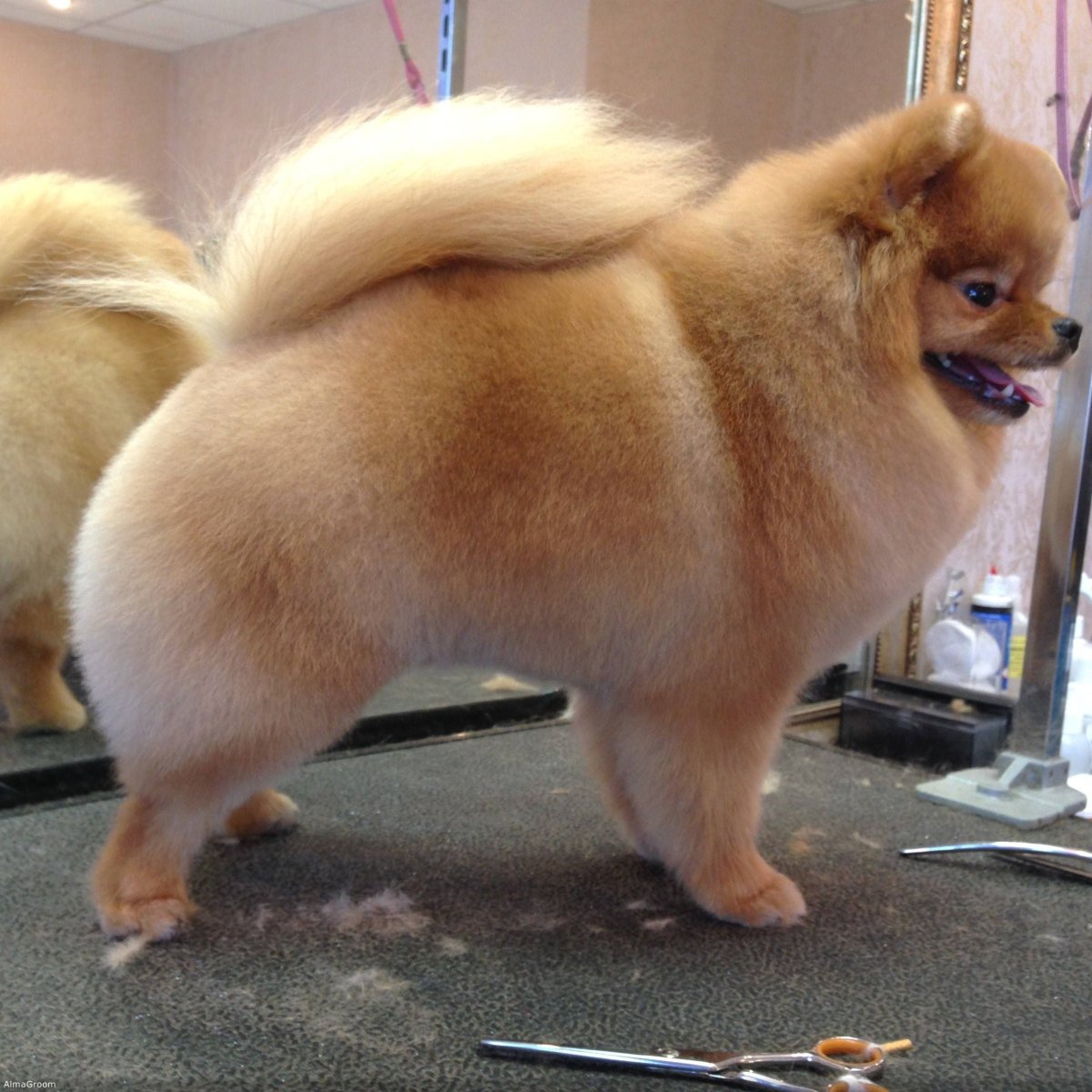 Стрижка для шпица лисичкой