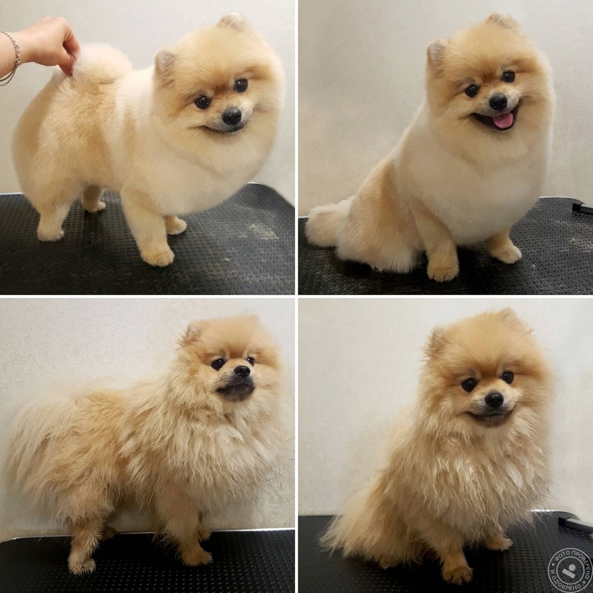 Немецкий шпиц подстрижка