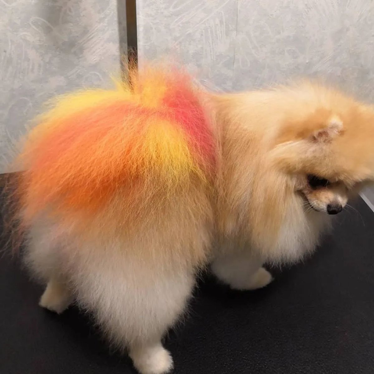 Шпиц Арлекин