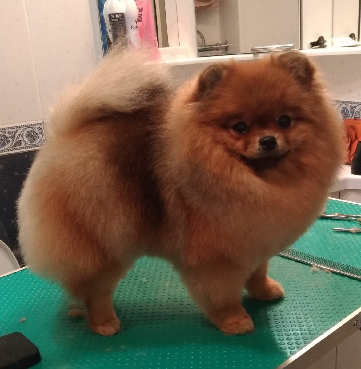 Померанский шпиц груминг