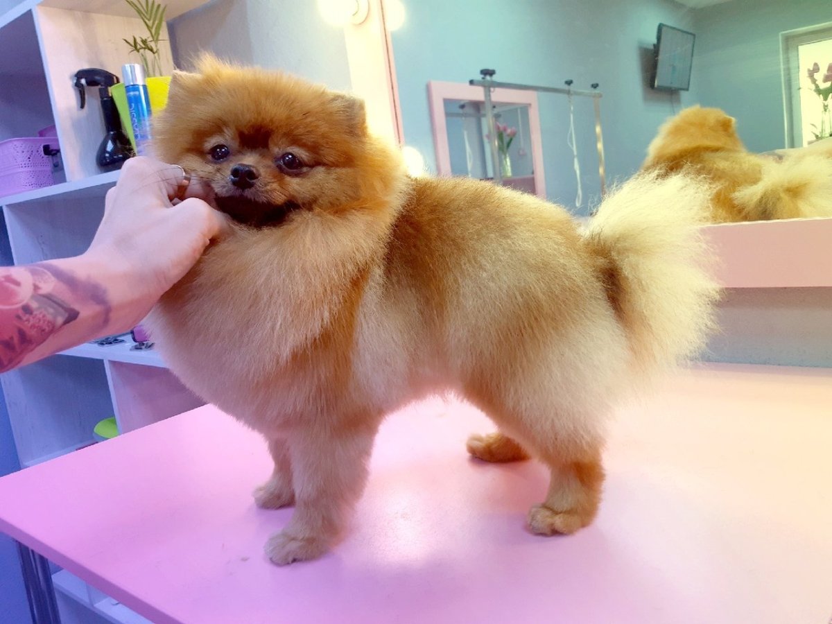 Неудачные стрижки шпицев