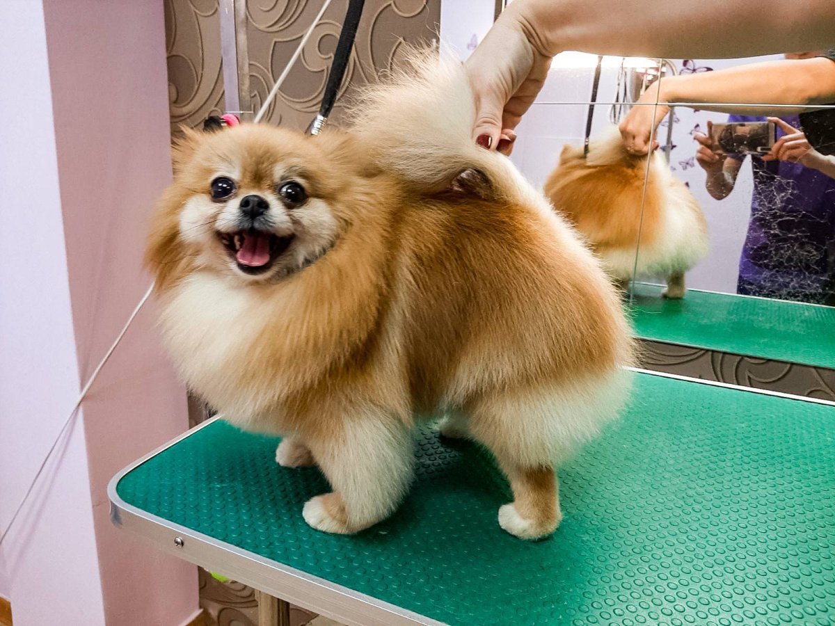 Груминг померанца