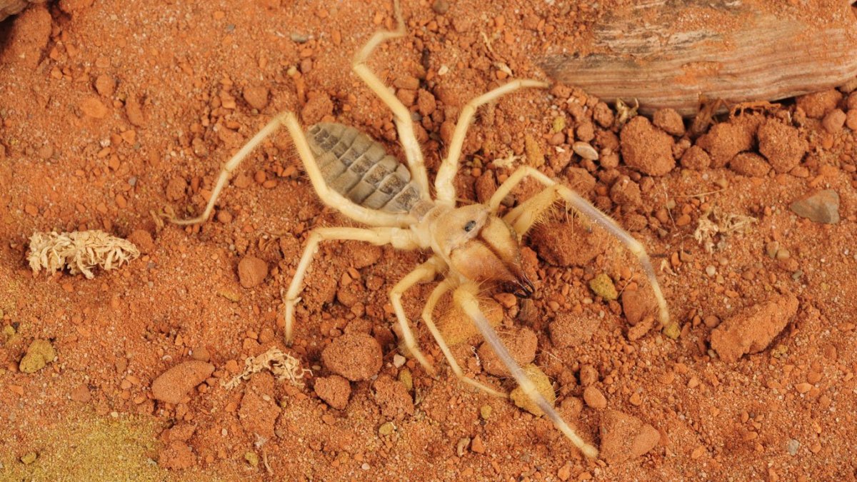 Паук фаланга Волгоградская область