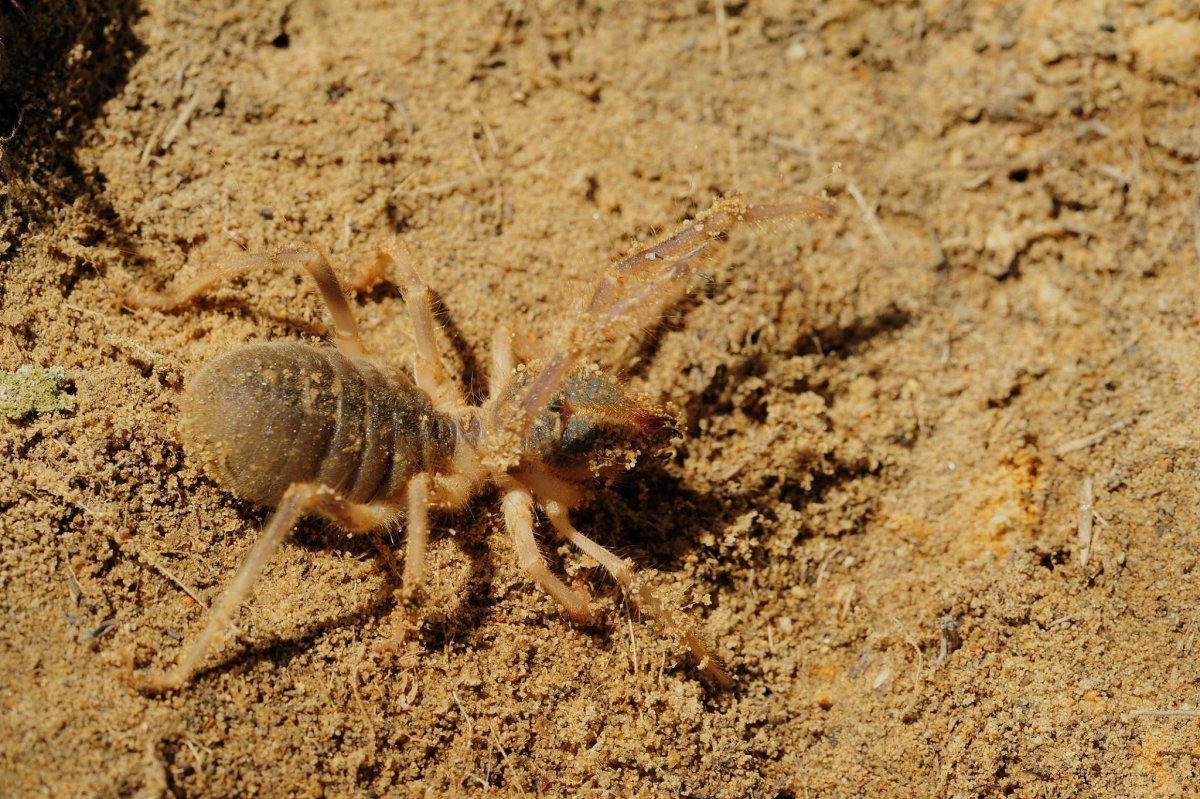 Степной паук фаланга