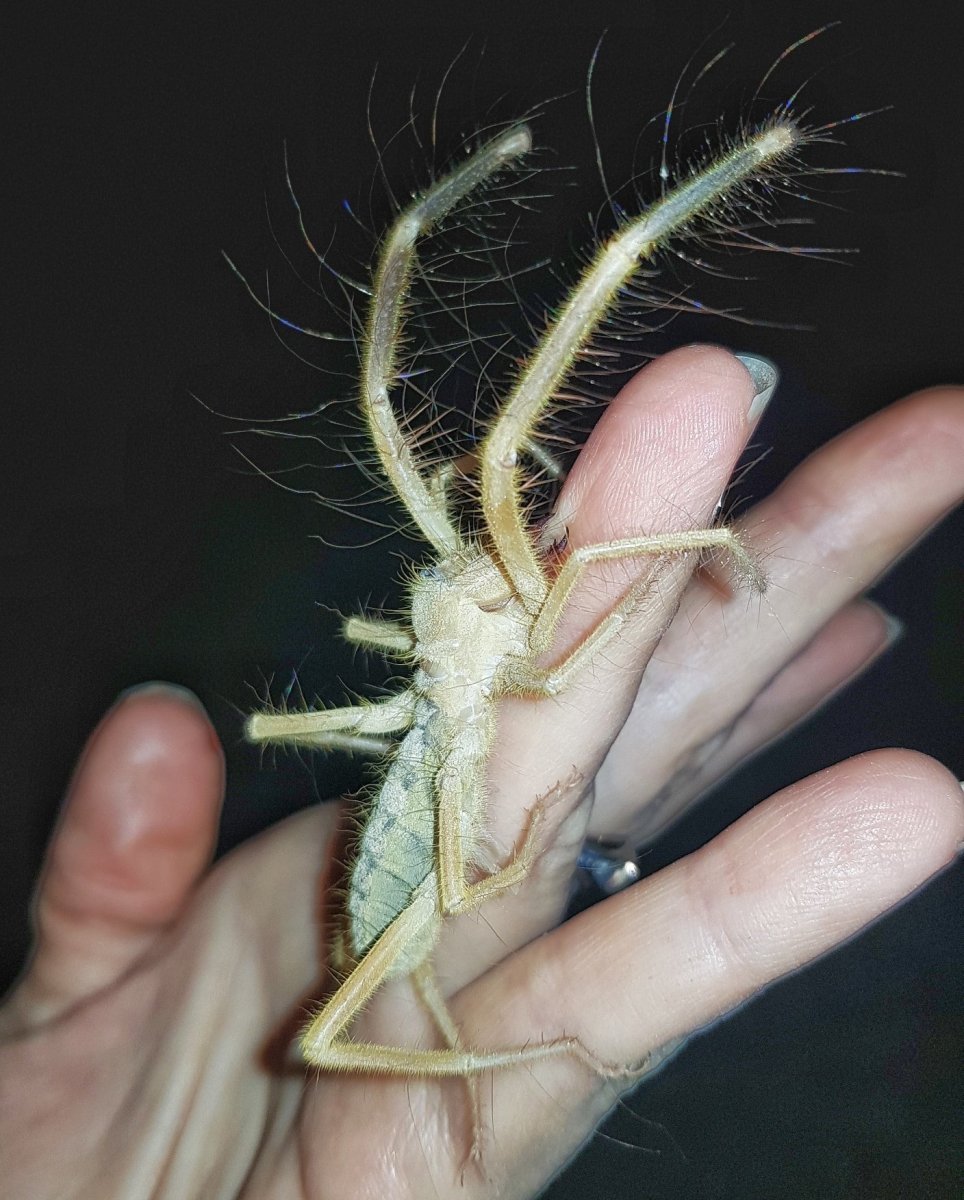 Сольпуга фаланга