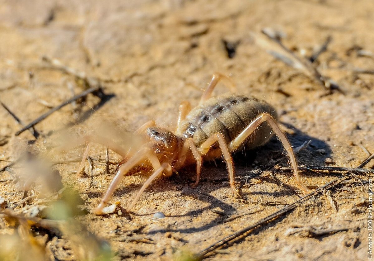 Фаланга паук Астраханский