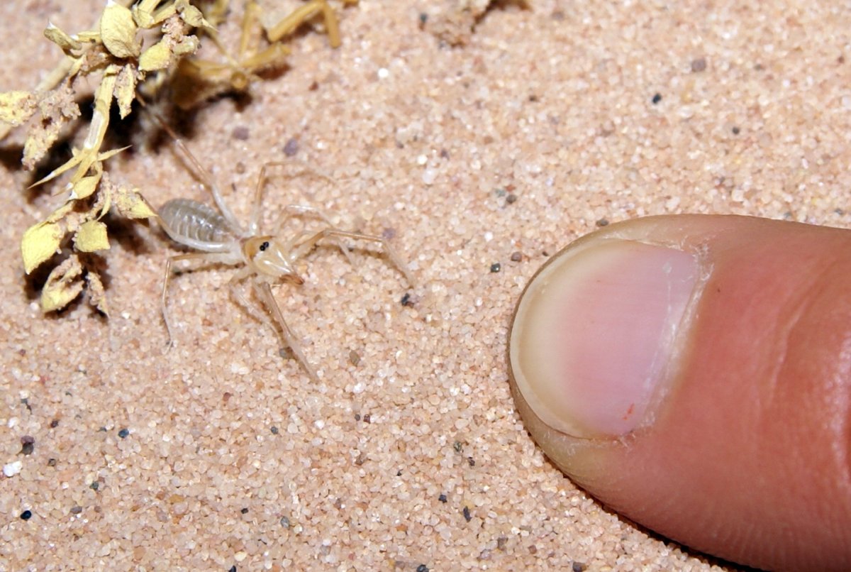 Сольпуга детеныш