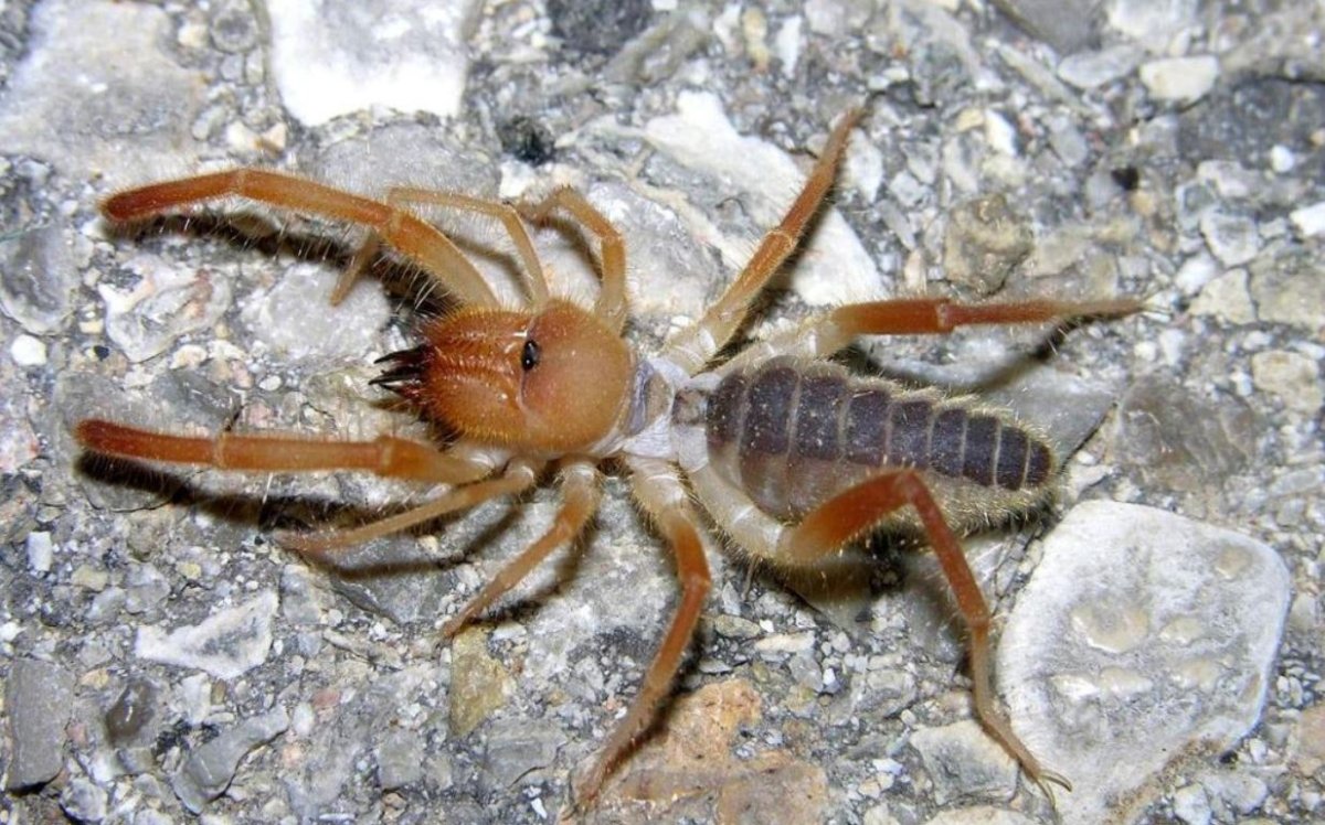 Сольпуга фаланга паук