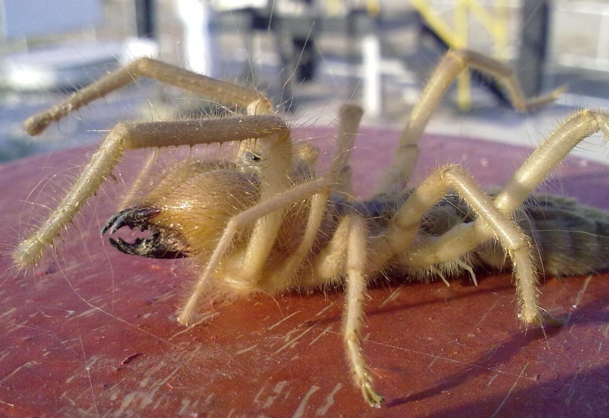 Южнорусская сольпуга