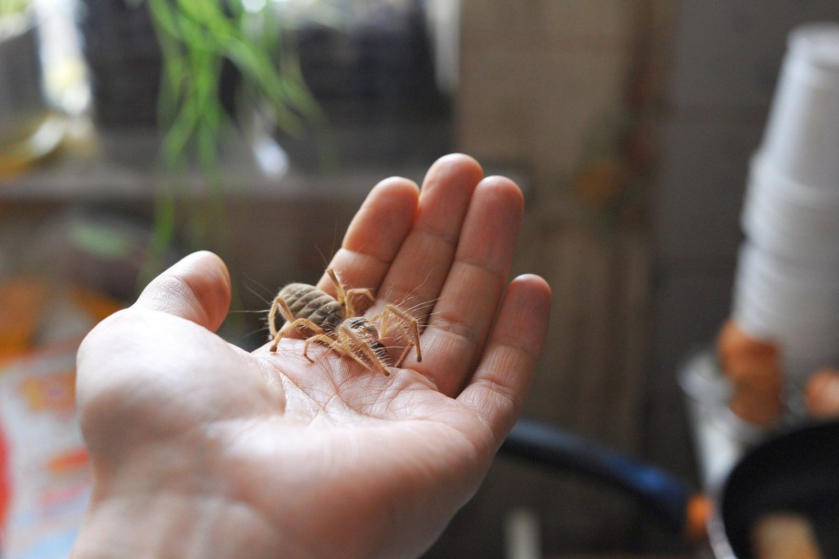 Пауки в Исландии