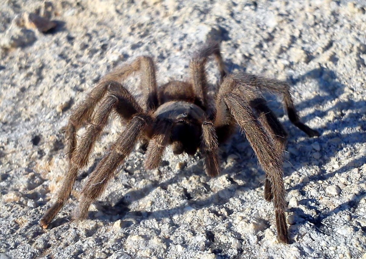 Chaetopelma karlamani