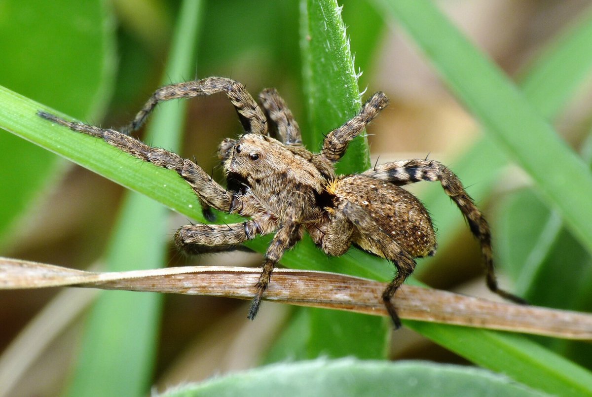 Паук волк алопекоза