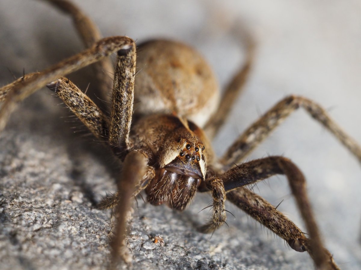 Даурский паук волк