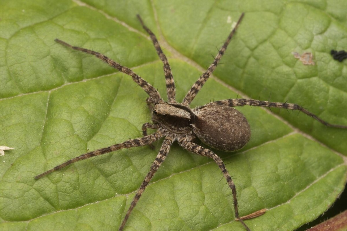 Ликозиды, сём. Пауков