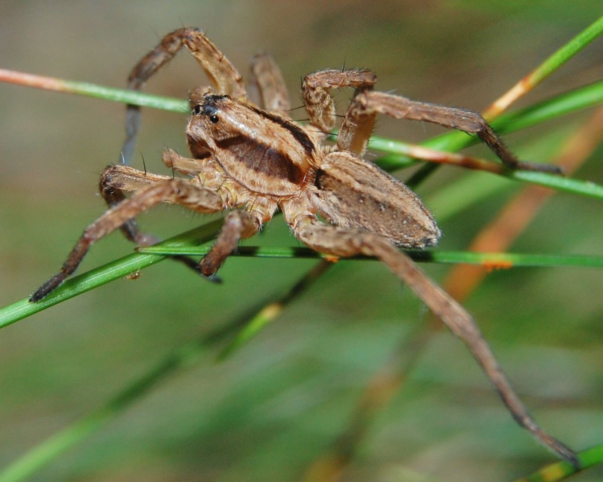 Кунгурская Алопекоза Пермский край