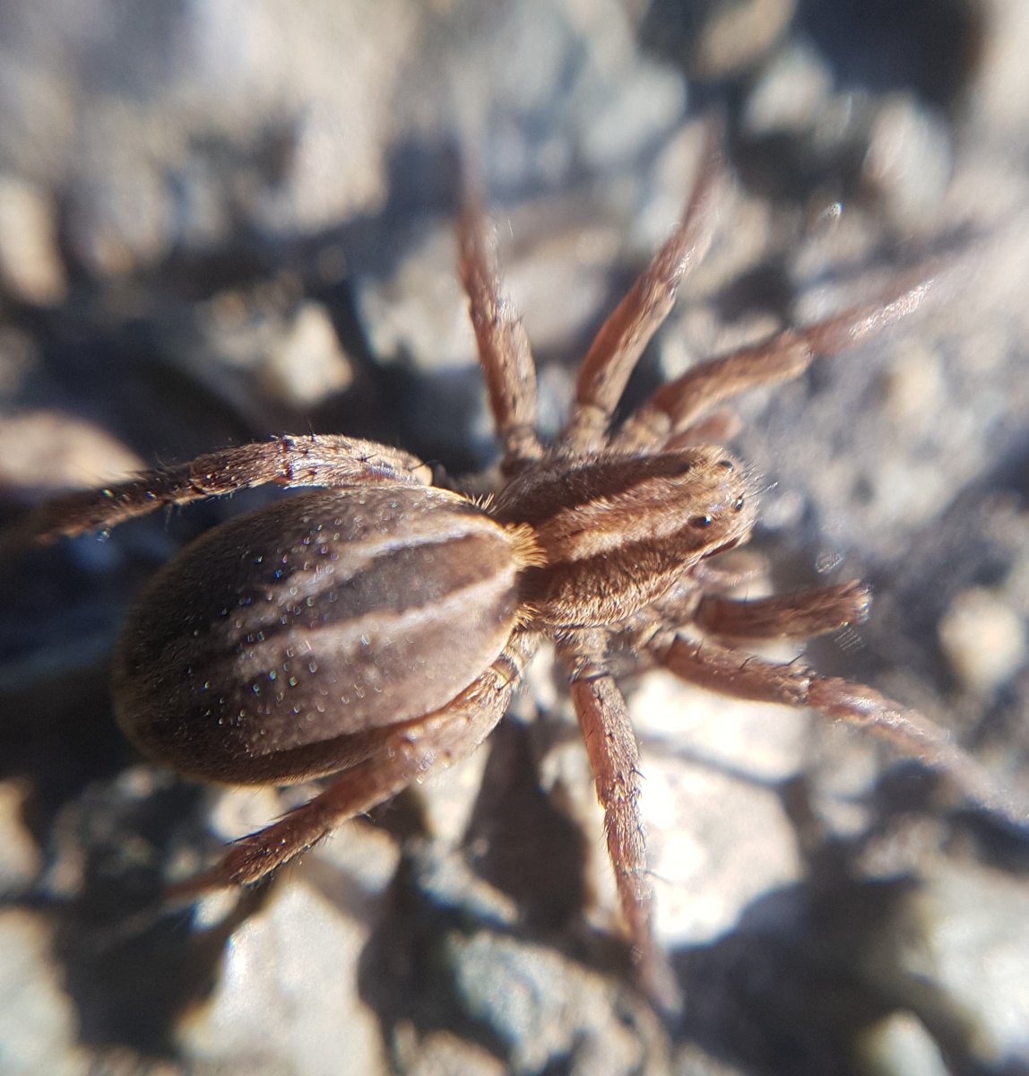 Алопекоза Кунгурская