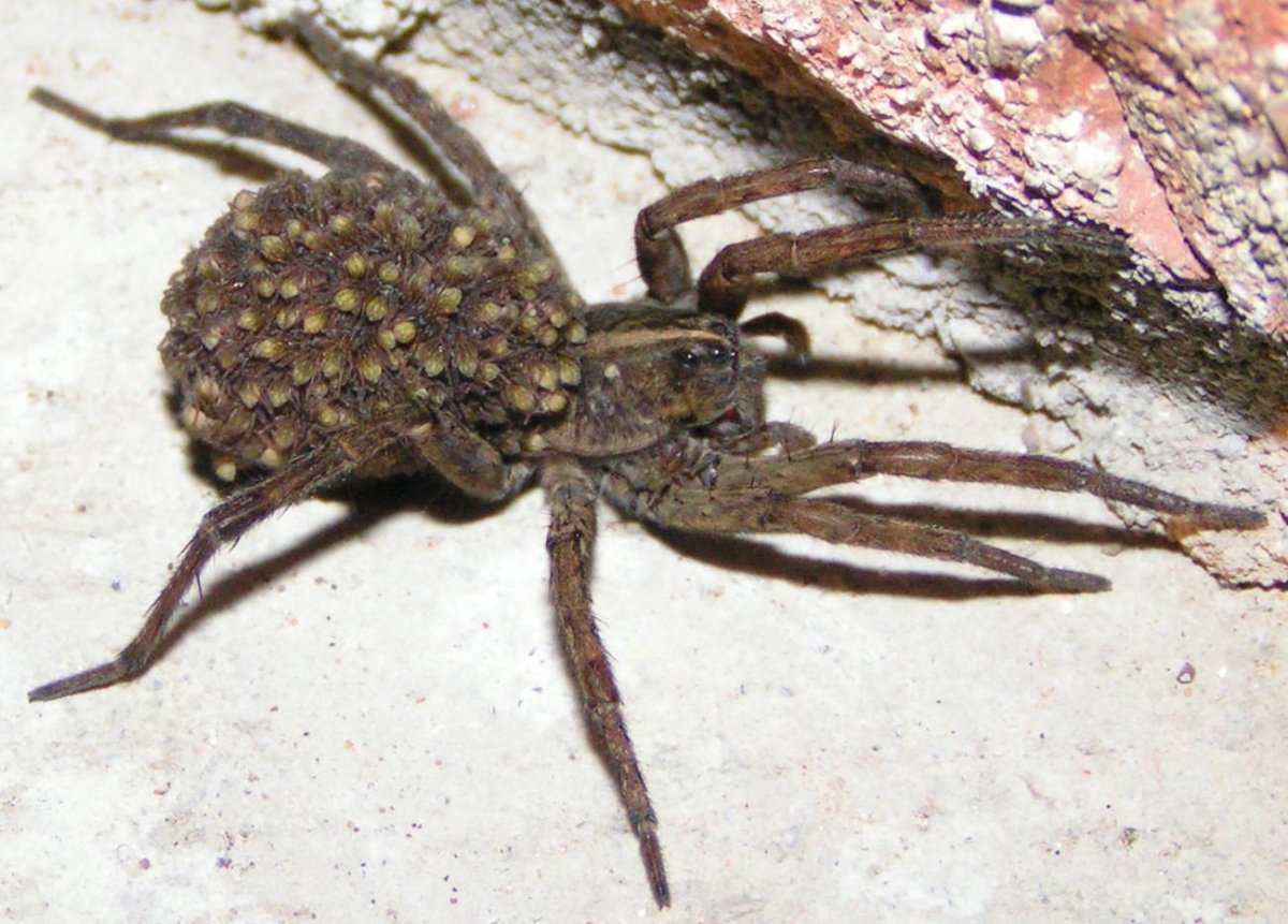 Даурский паук волк