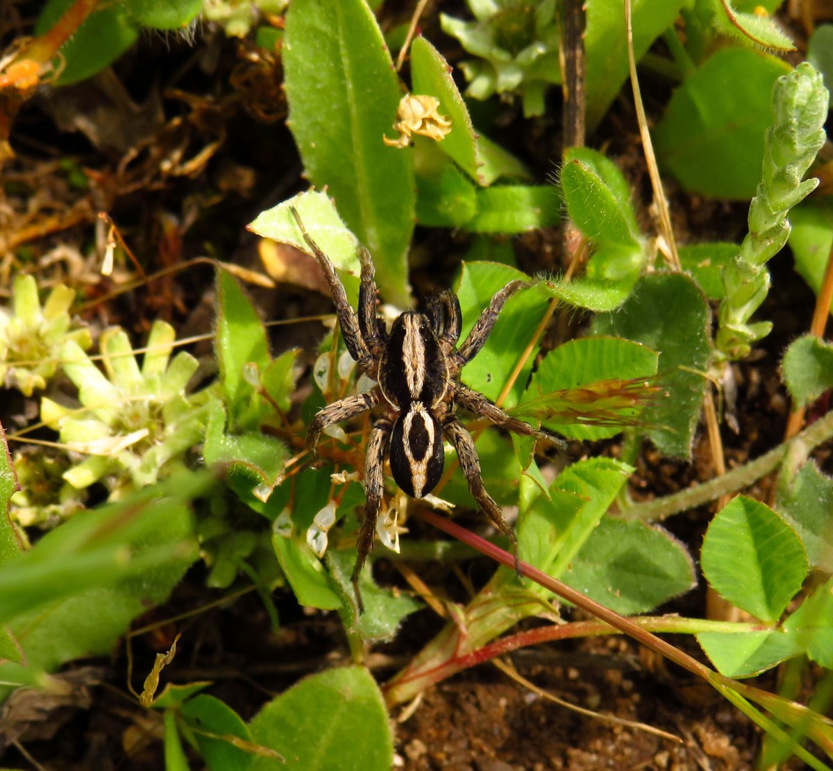 Алопекоза Кунгурская