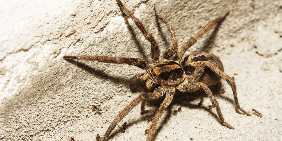 Паук волк паутина