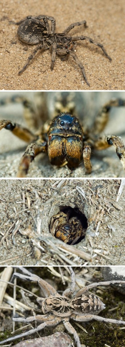 Астраханский паук волк