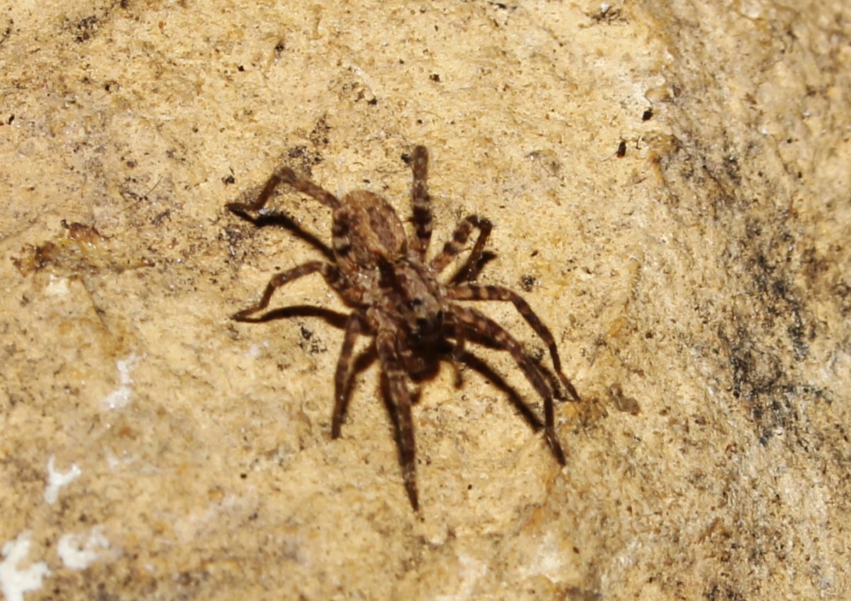 Alopecosa aculeata