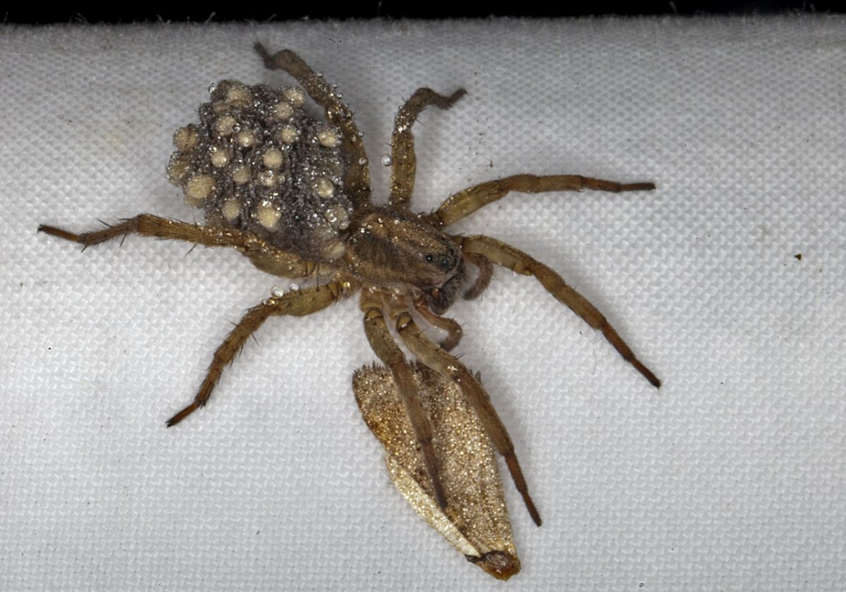 Паук-волк Trochosa-Terricola