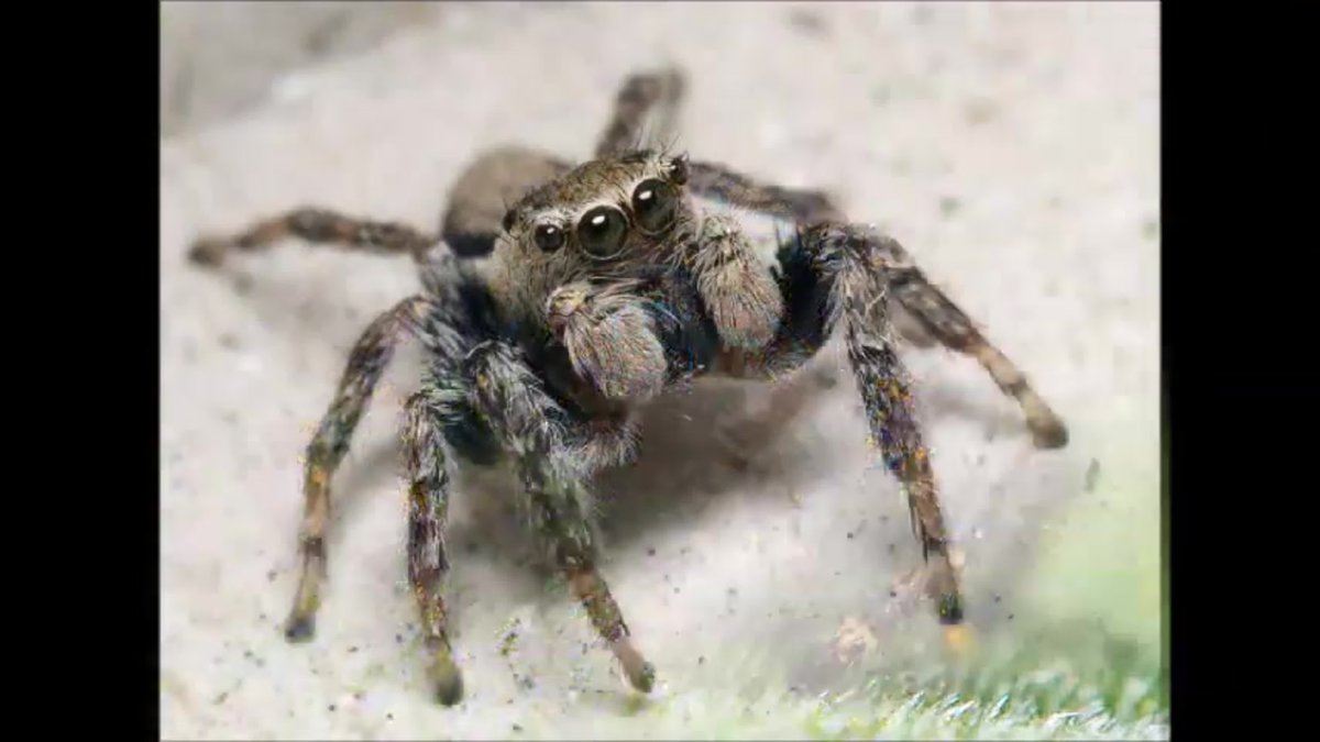 Паук пугатель