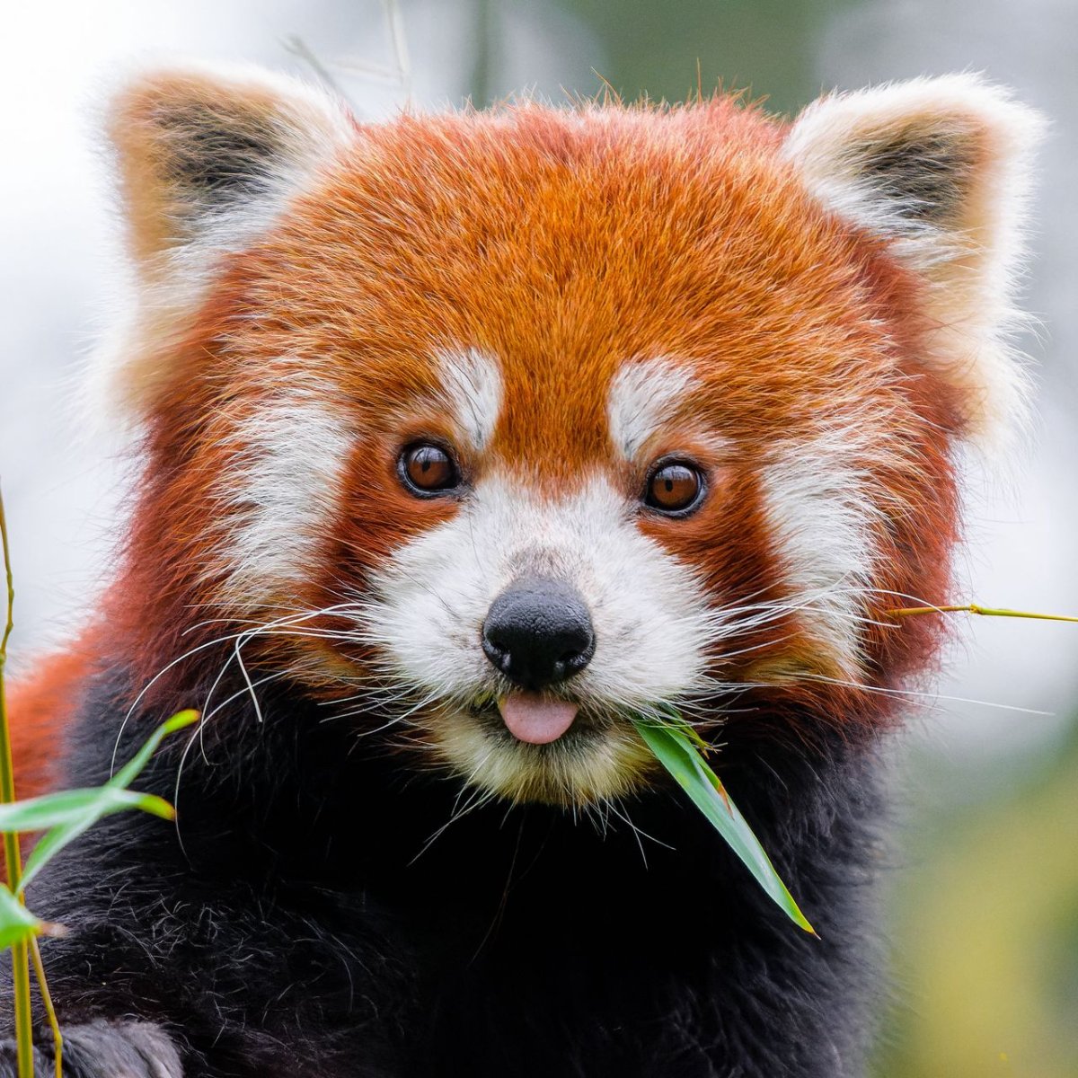 Красная Панда