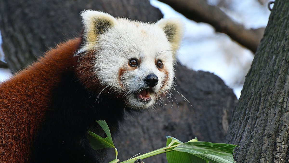 Тростниковая Панда