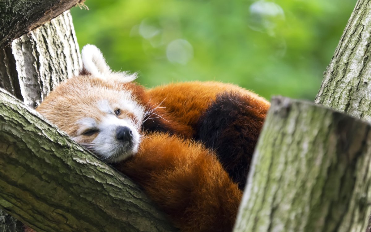 Малая Панда 4к