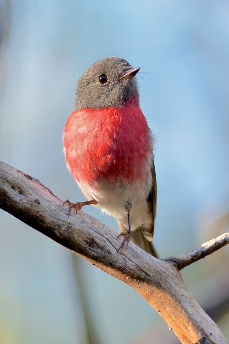 Петроика красногрудая