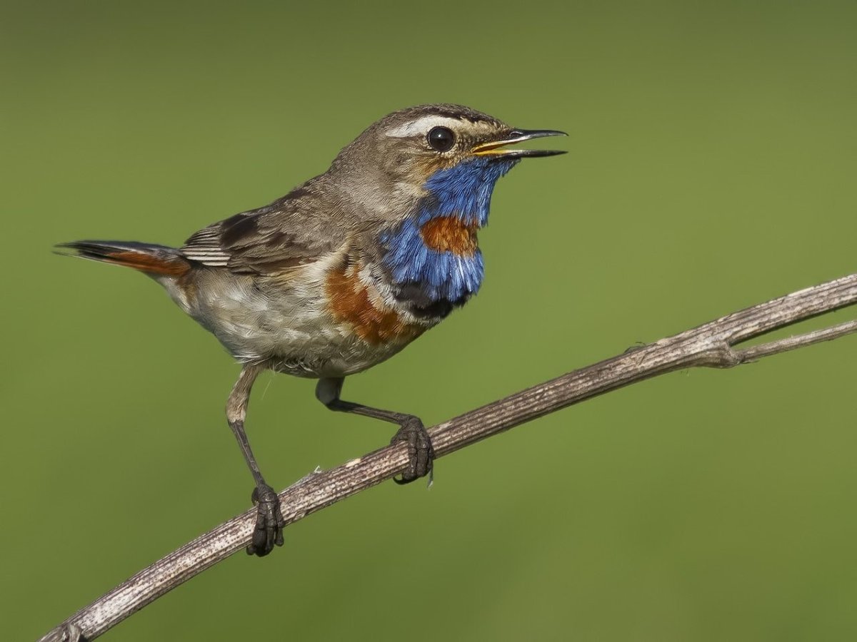 Серая птичка с красно синей грудкой