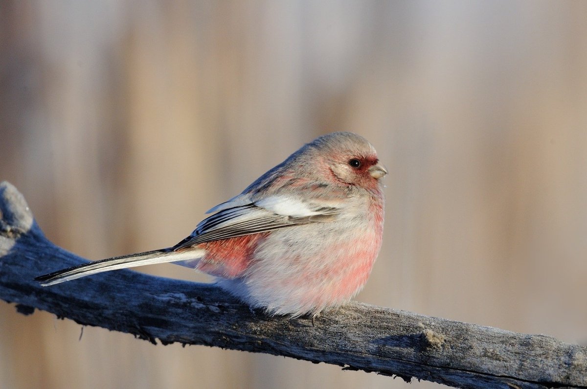 Птицы с красной грудкой но не Снегирь