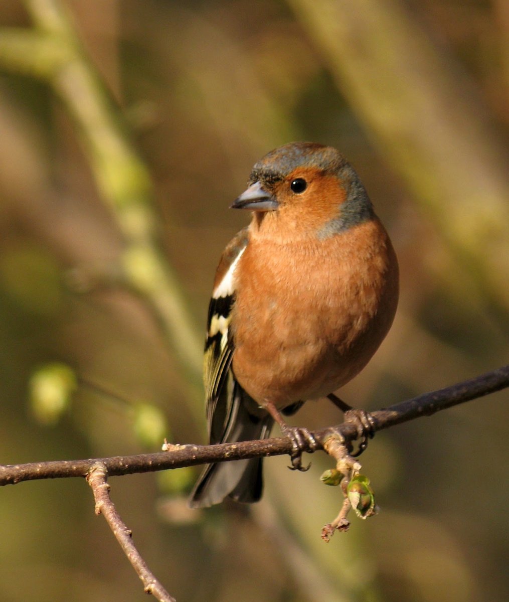 Желтоклювый Зяблик