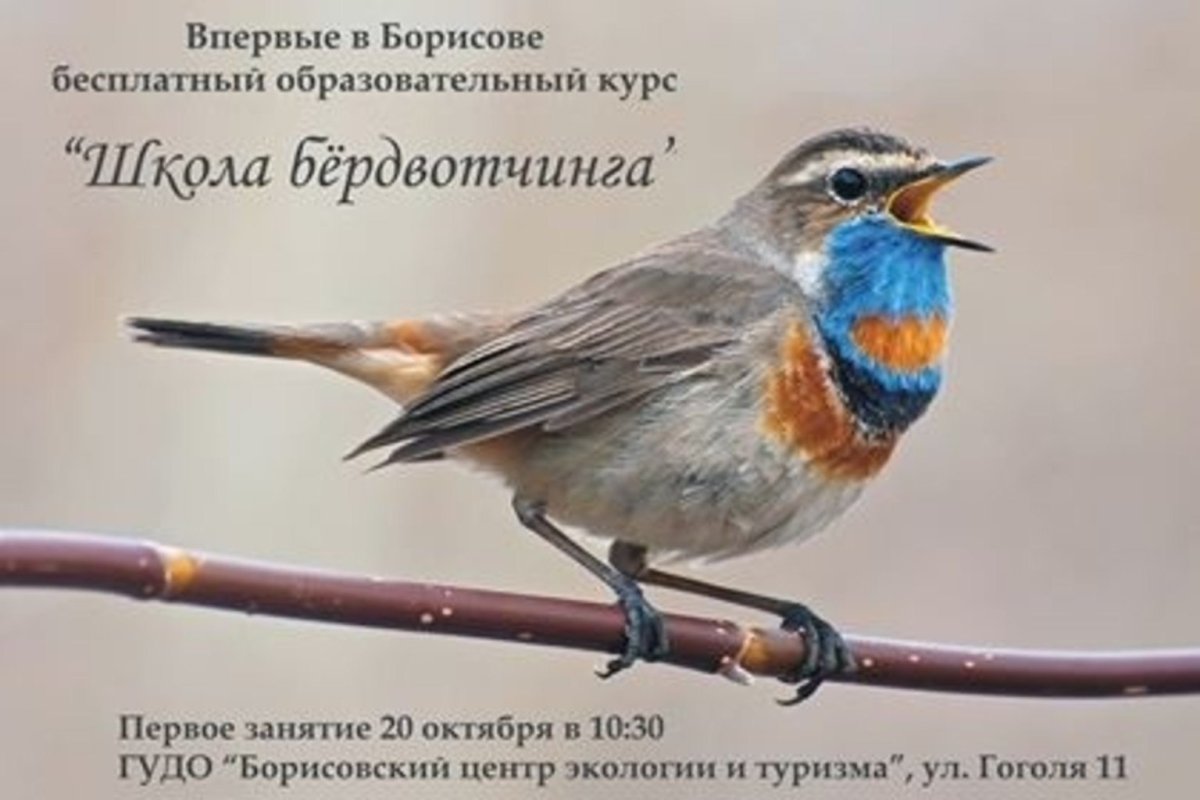 Певчая птица варакушка