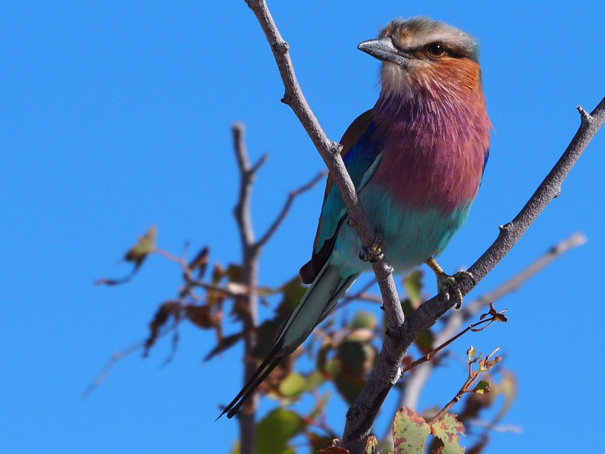Птица с фиолетовой грудкой