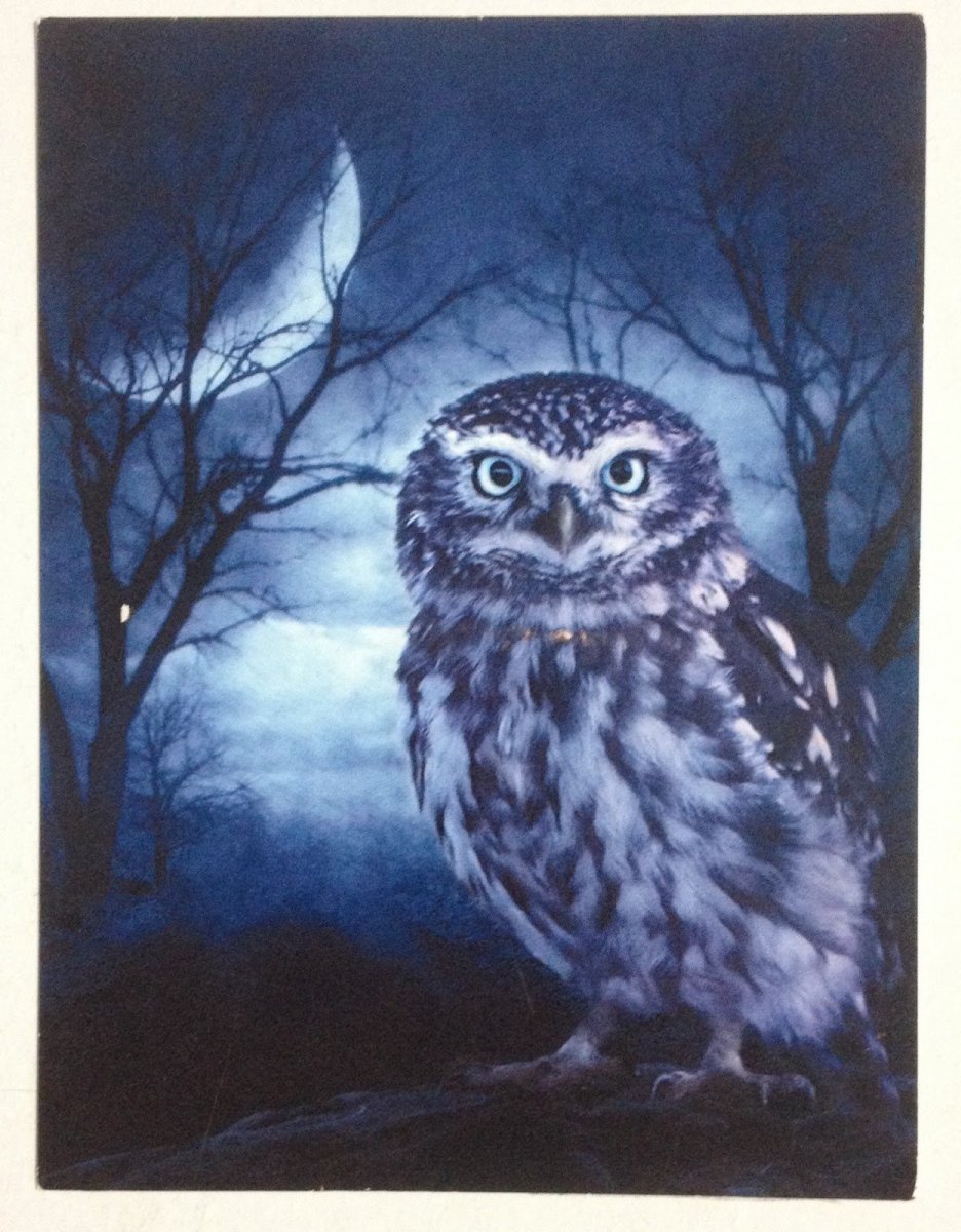 Сова и Луна