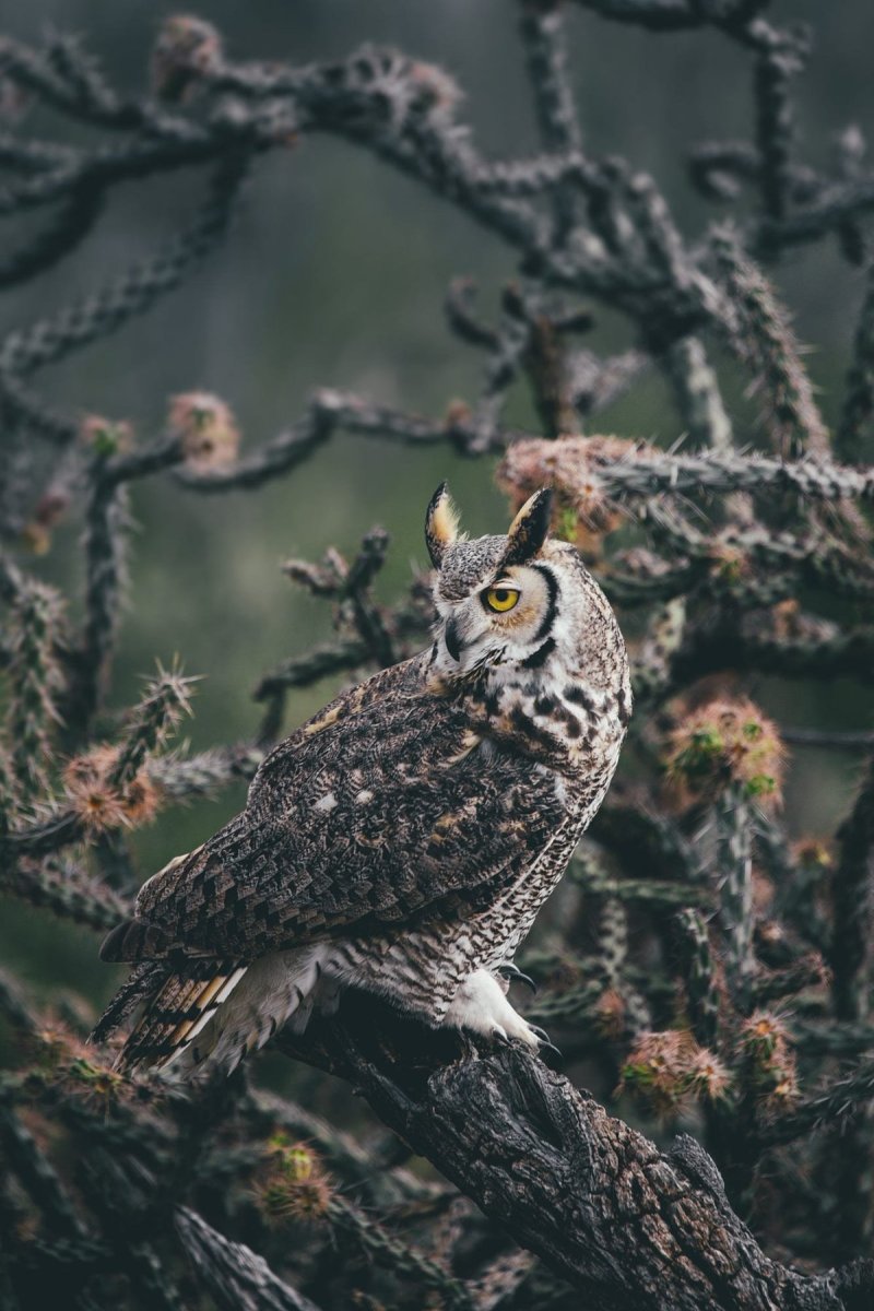 Сова в лесу