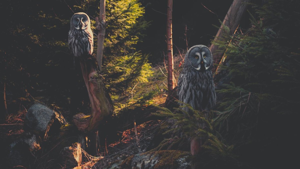 Филин мрачный