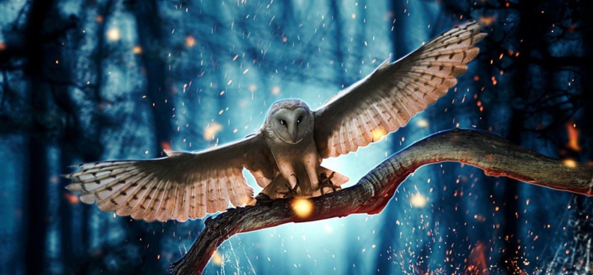 Филин ночью