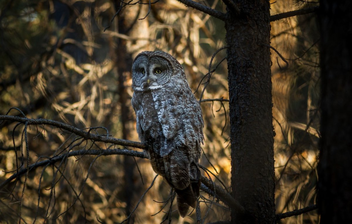 Филин в Сосновом Бору