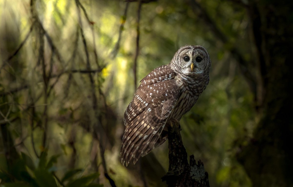 Бородатая неясыть арт