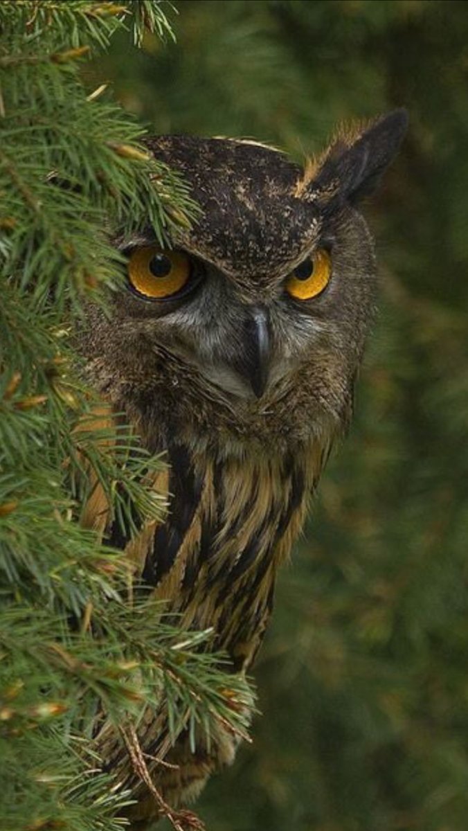 Лесная неясыть