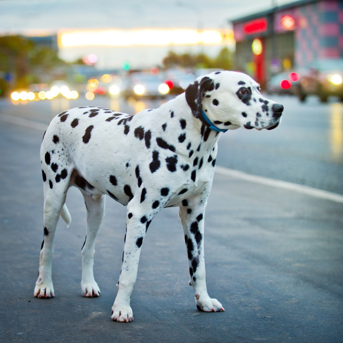 Собака далматинец альбинос