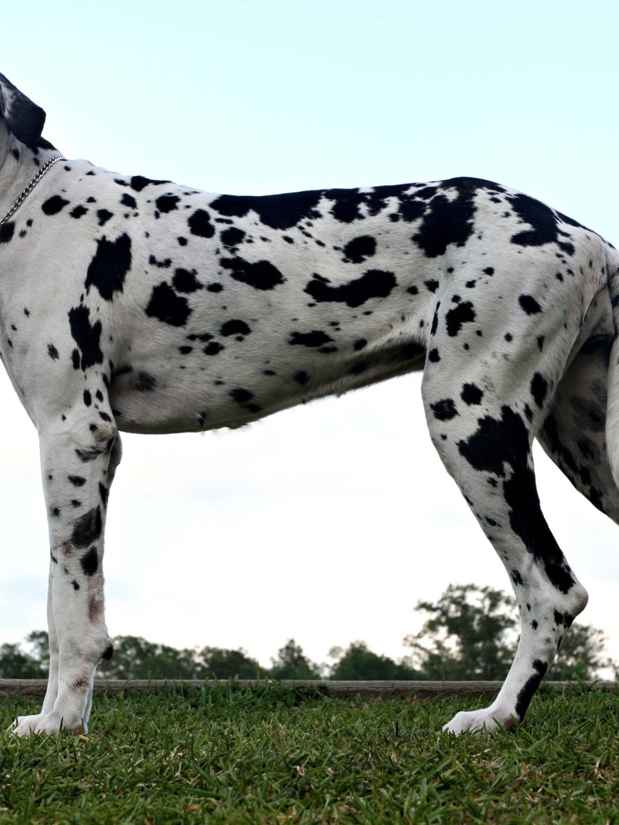 Немецкий дог / great Dane (235) г