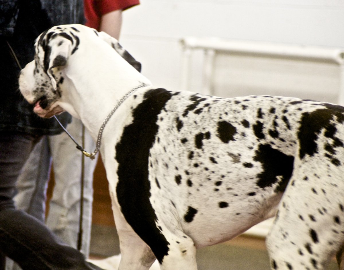 Немецкий дог гигантский